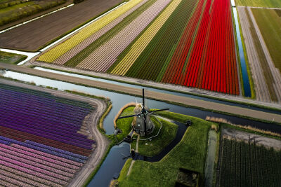 Molen in de tulpen velden