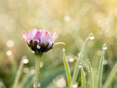 Madeliefje met dauw