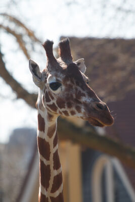 Giraffe