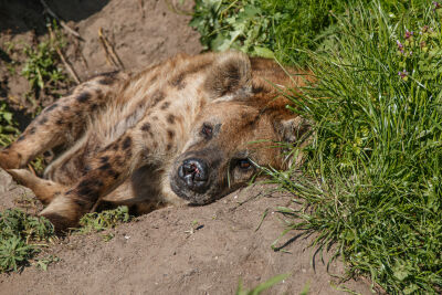 Gevlekte Hyena