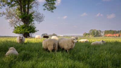 Schapen in de wei