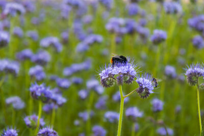 Hommel in de lente
