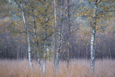 Artistieke Berkenbomen