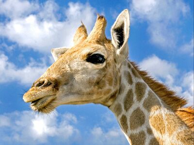 Jonge giraffe