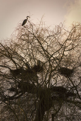 Reigerkolonie in de winterzon