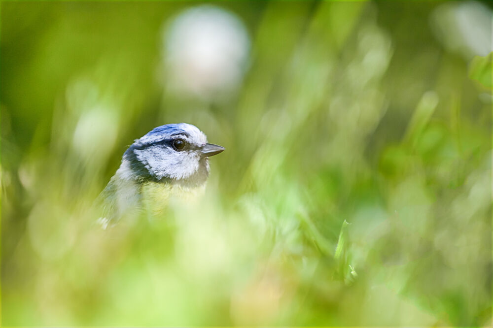 Pimpelmees in close up in de natuur