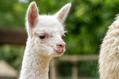 Lama in de boerderij
