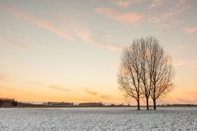 Bomen in de sneeuw