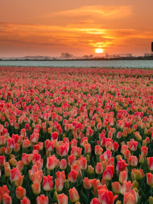 Orange White at sunrise in Workum