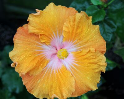 Gele bloem met druppels