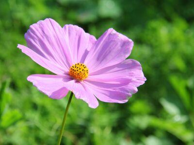 Bloem de cosmos