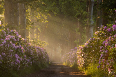 Rhododendronlaan met harpen