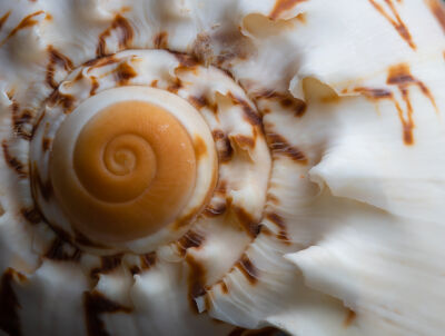 Schelp spiraal