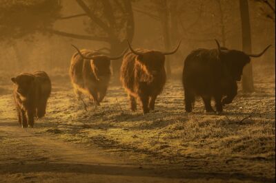 Schotse Hooglanders tijdens zonsopkomst