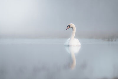 Zwaan mist