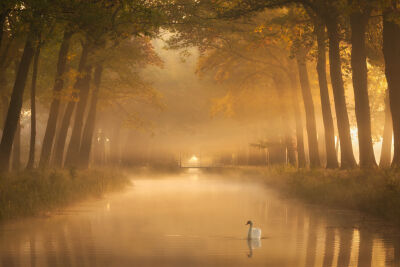 Zwaan in het gouden uur