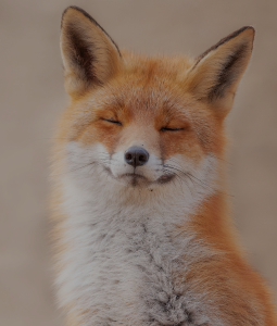 Categorie Dieren