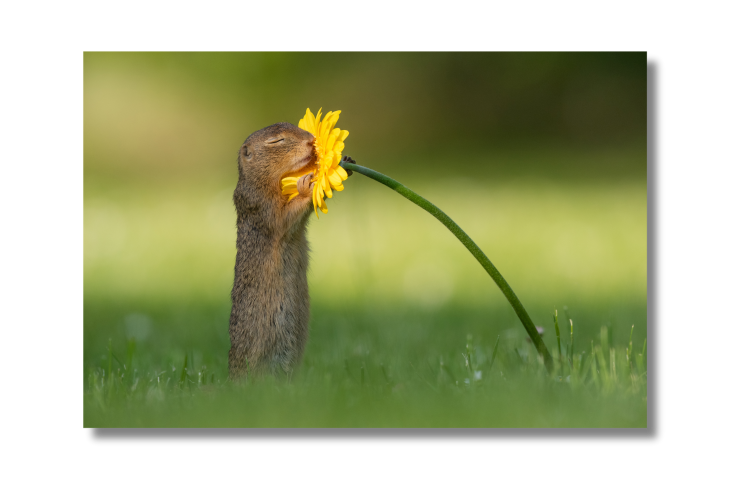 2025_04_01_141523_Wanddecoratie-categorie-dieren-picfee-kunstwerken-en-posters.png