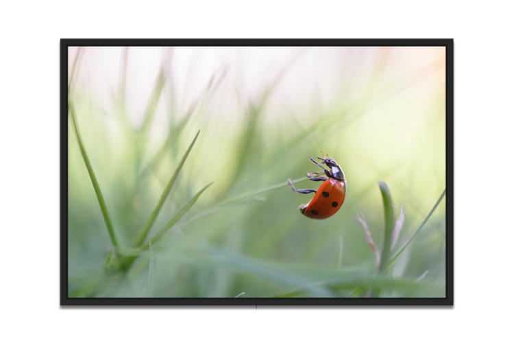 2025_04_01_142412_Wanddecoratie-categorie-macro-picfee-kunstwerken-en-posters.png